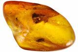 Fossil Caddisfly (Trichoptera) & a Fly (Diptera) in Baltic Amber #183594-3
